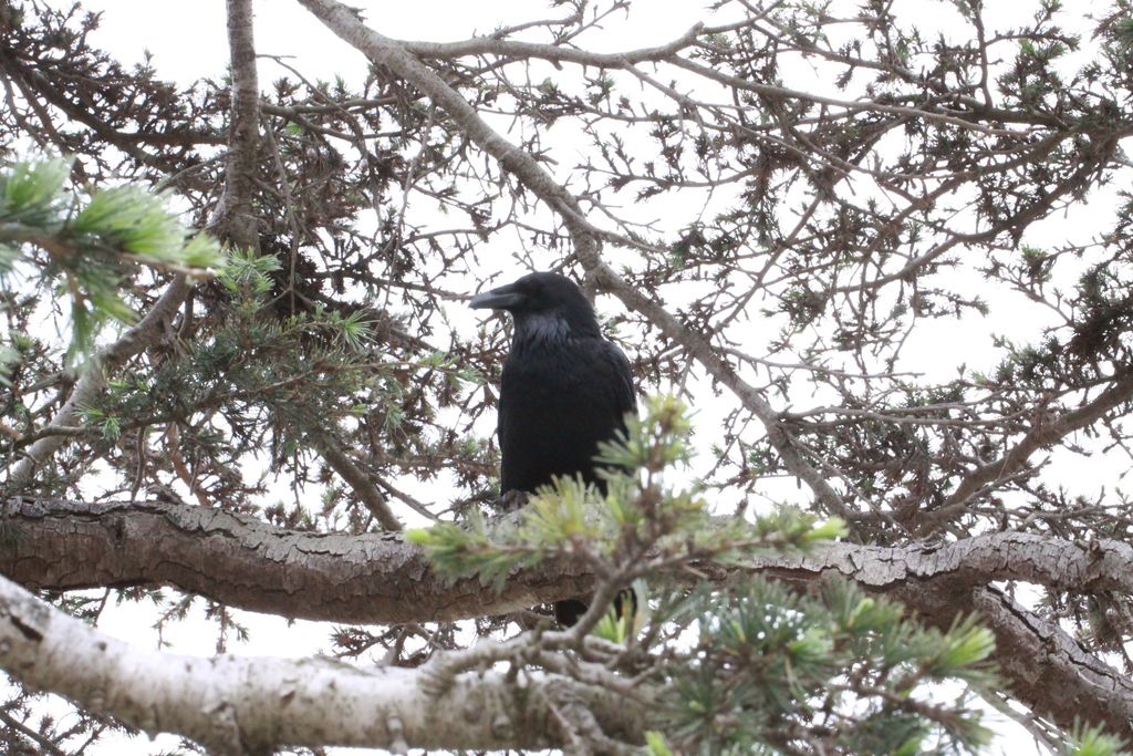 Common Raven sitting on a tree branch