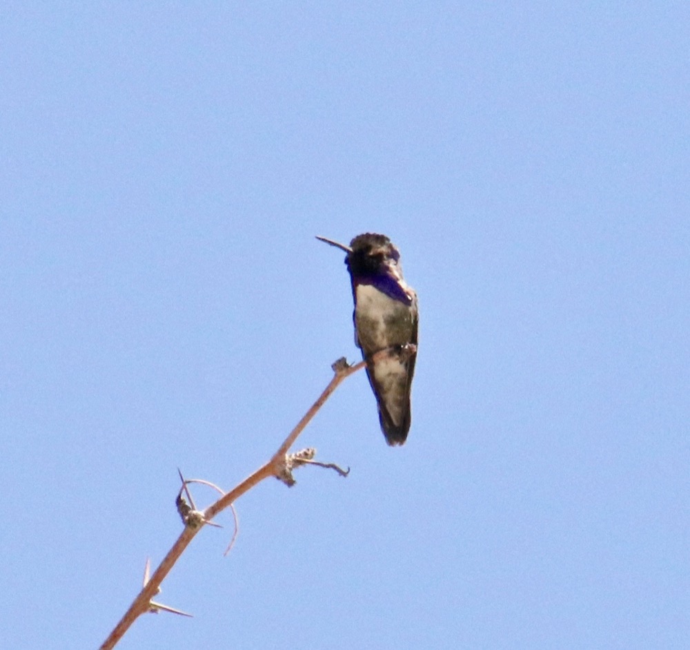 A male Costa’s Hummingbird with its trademark dark purple face and sideburns perches at the end of a dead branch.