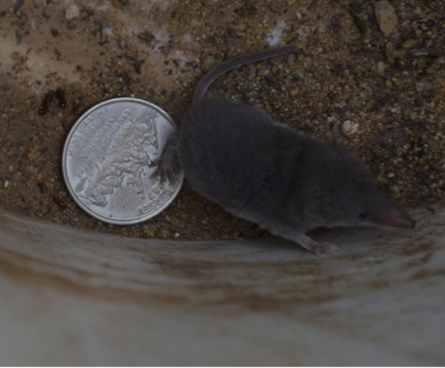 The adult desert shrew with a quarter for size comparison