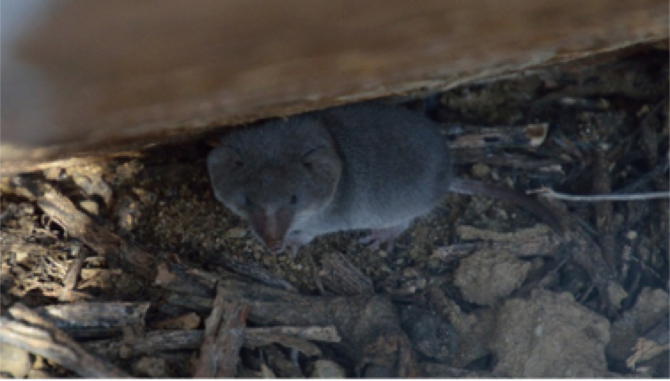 A desert shrew found at Cabrillo National Monument
