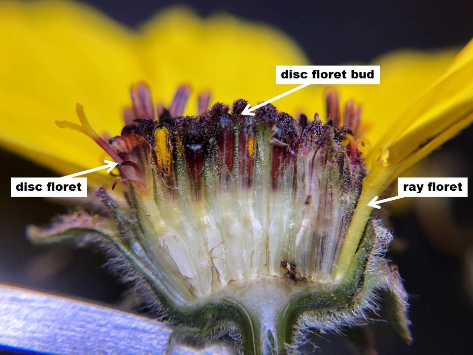 A cross-section view of the Encelia californica flower head with the ray floret, disc floret, and disc floret bud labeled.