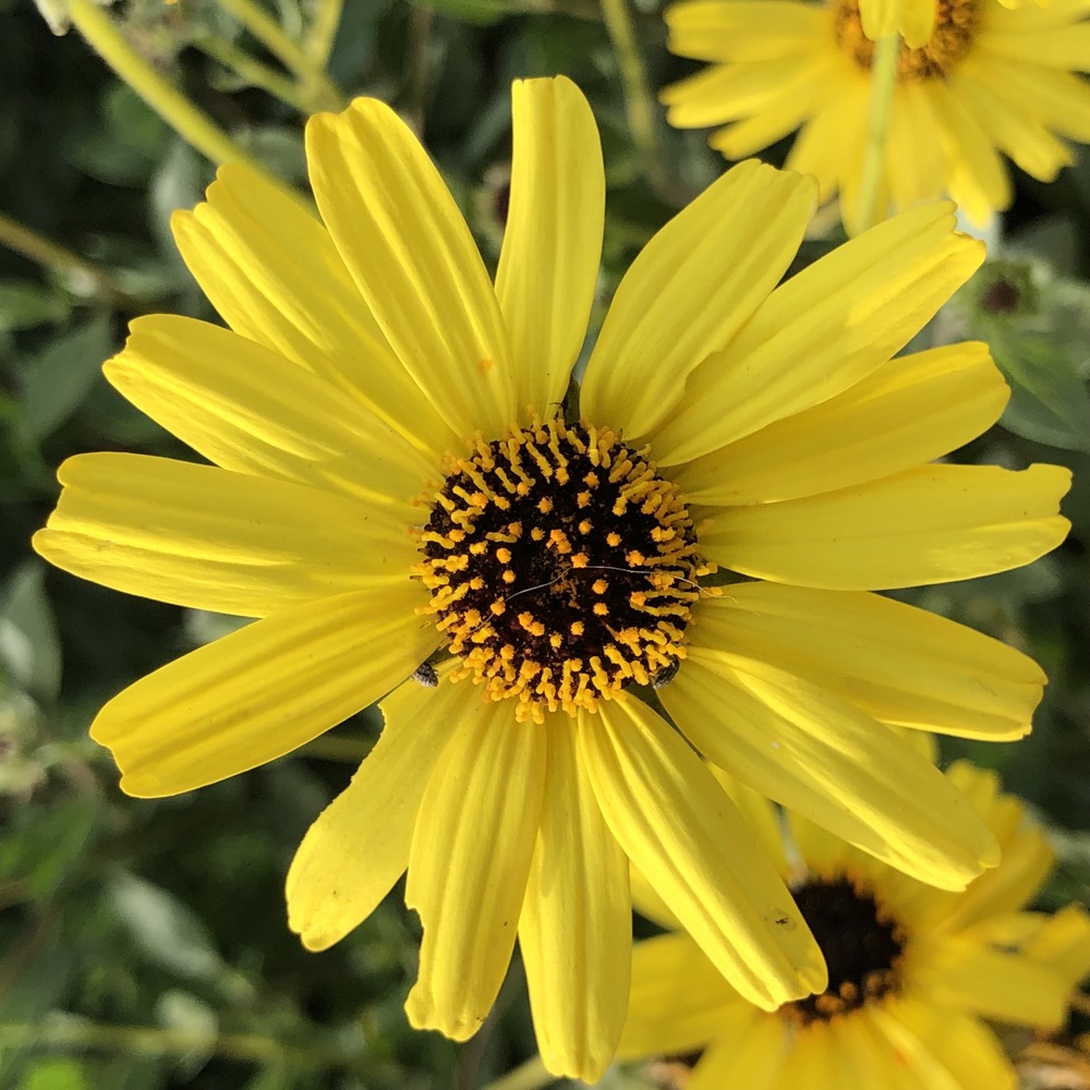 A view of the Bush Sunflower flower head with its yellow ray flowers and brown disc florets.
