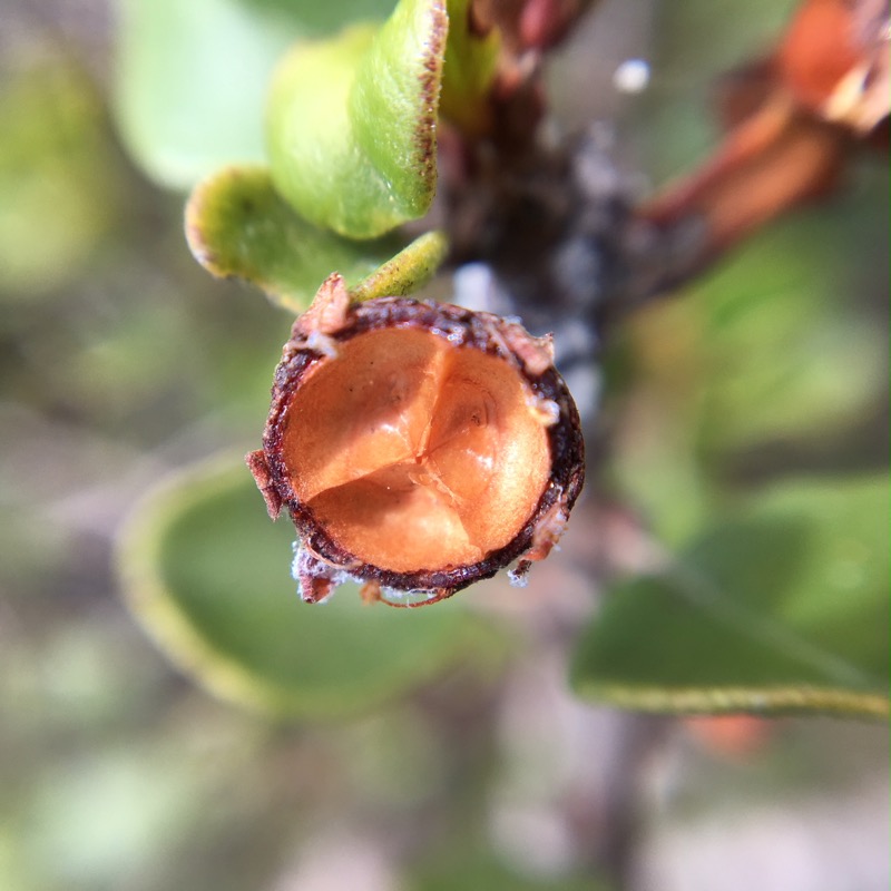 A Wart-Stem Ceanothus seedpod base after exploding and expelling seeds.