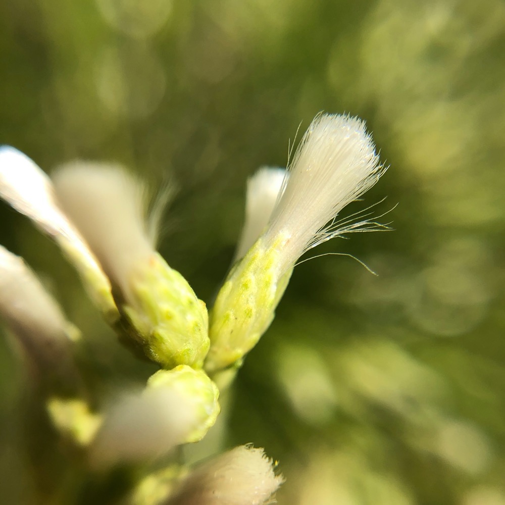 Close-up of female flowers with pappus.