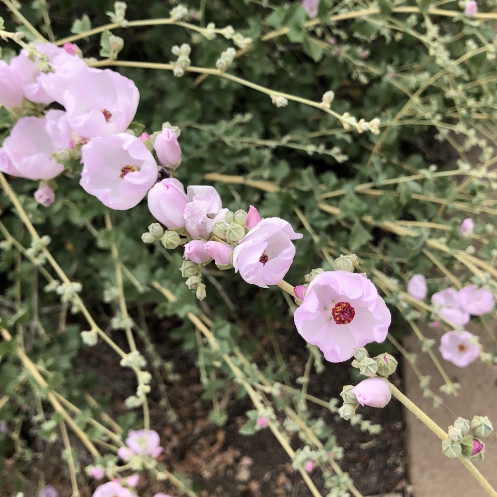 The flowers are clustered in groups along the stem of the Coastal Bushmallow.