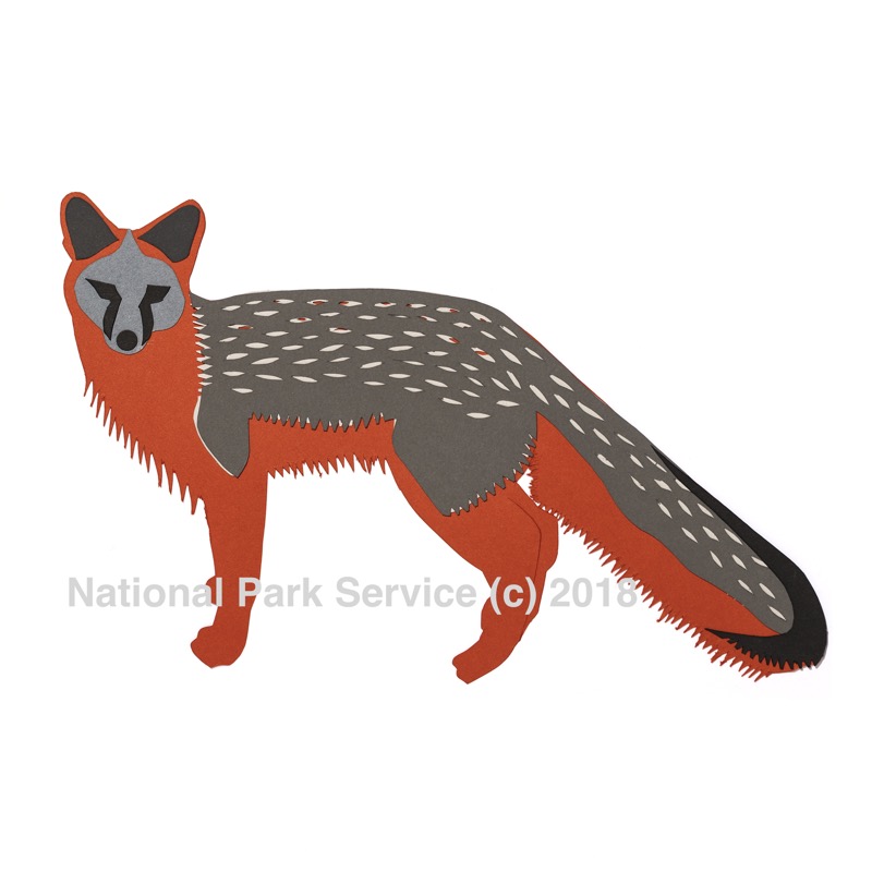 Grey foxes are stealthy, agile predators which play a small but important role in the ecosystem.