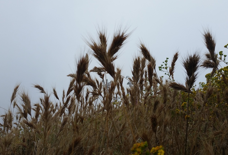 Photo of Foxtail invasive weed