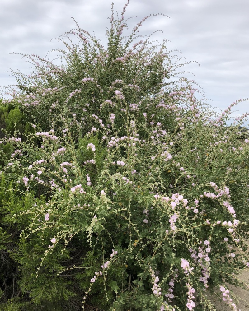 A view of a large Coastal Bushmallow coming into bloom with clusters of blooms observable on many of the stems.