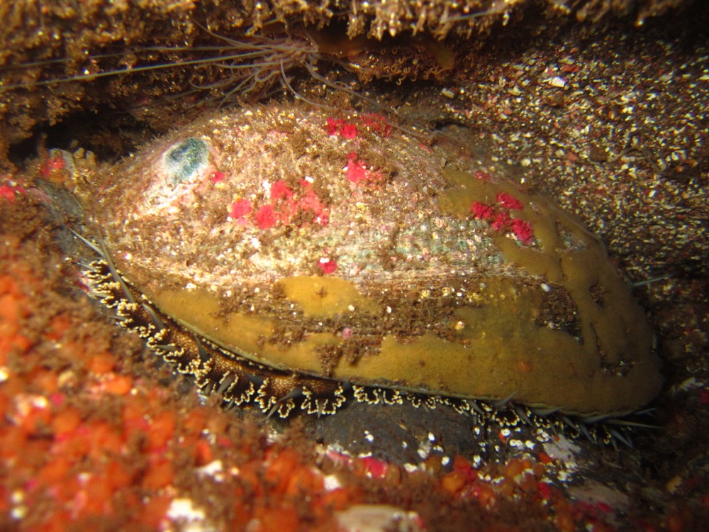 A large Green Abalone in the tidepools of Baja California.