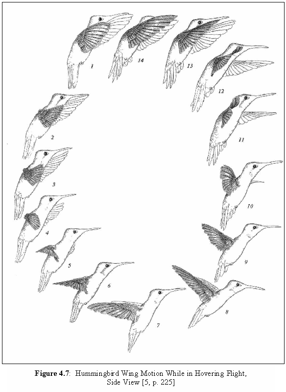 A side-view look of a hummingbird’s flight pattern while hovering, labeled flap-by-flap with numbers 1-14 starting at the top and moving counter-clockwise around the diagram. 