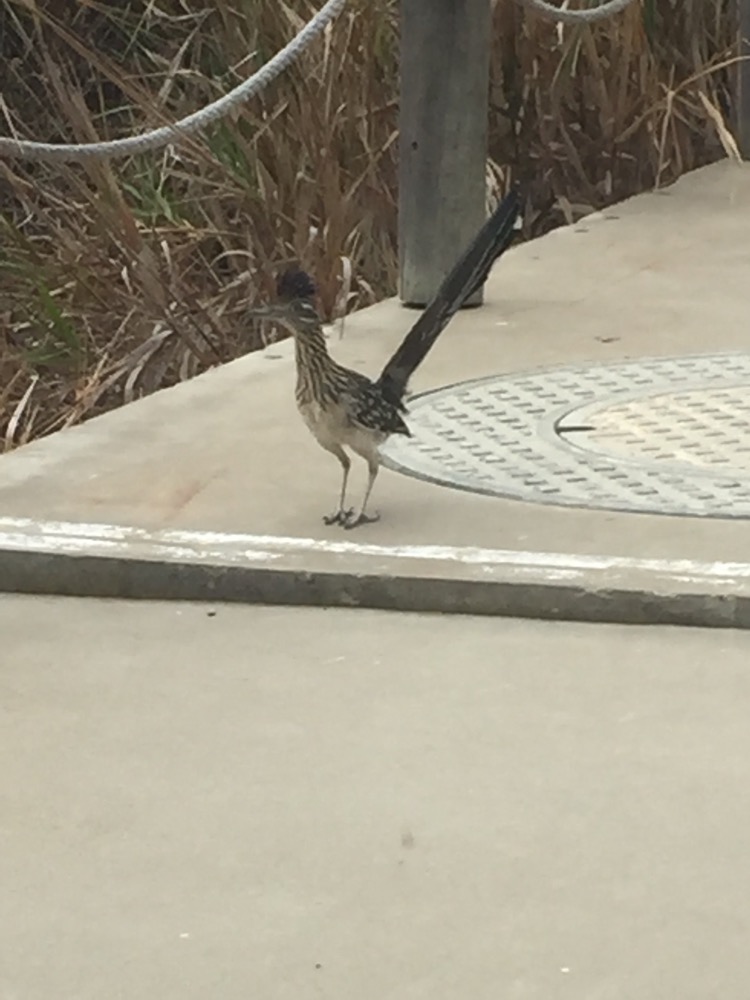 Single roadrunner behind CNM offices
