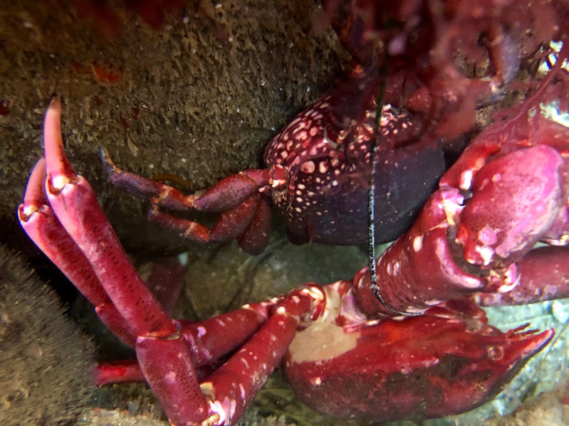 A male (larger) and female (smaller) set of Globose Kelp Crabs hiding away in a rocky alcove.