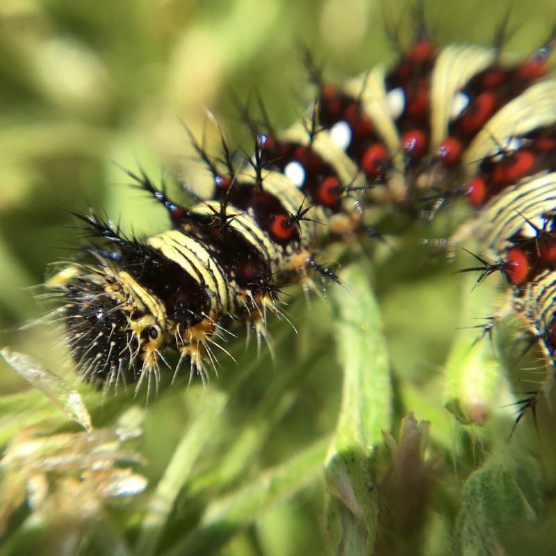 Photo showing Bright larvae of the American Lady butterfly