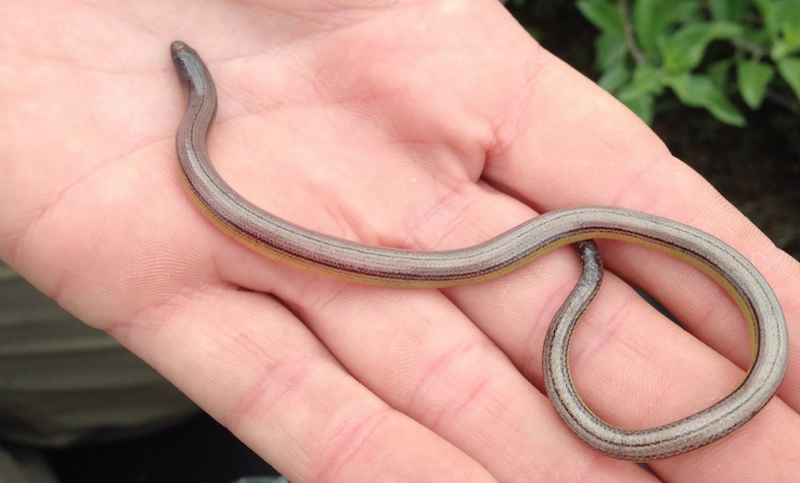 Stebbins legless lizard (Anniella stebbinsi) from 2017