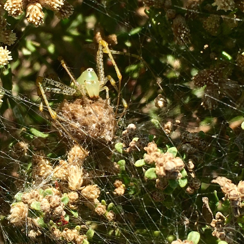A green lynx spider guarding her eggs.