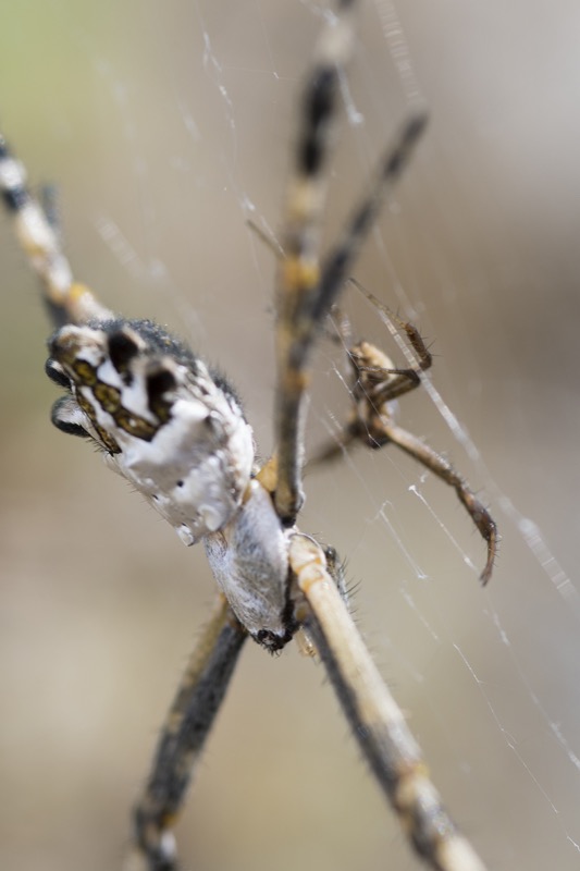 The female silver argiope (Argiope argentata) is much larger than the male (background).  Here, they temporarily share her web during courtship.