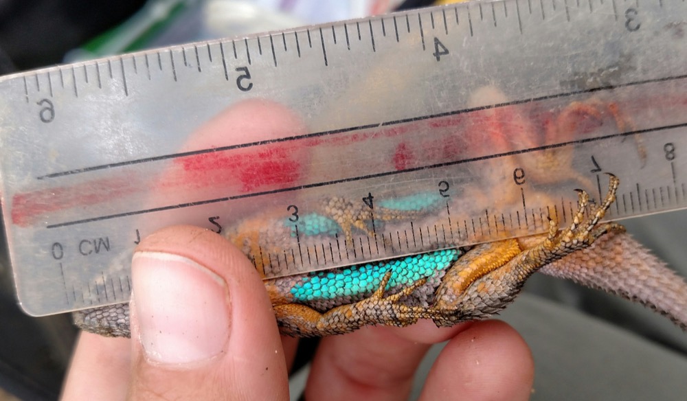 The torso of a Great Basin Fence Lizard (Sceloporus occidentals longipes) being measured