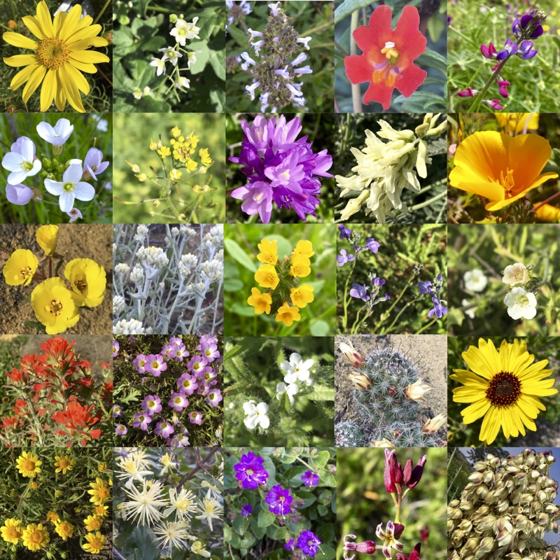Composite of native flowers in bloom at Cabrillo