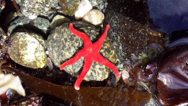 Bright Red Dermasterias imbricata sea star on the rocky reef