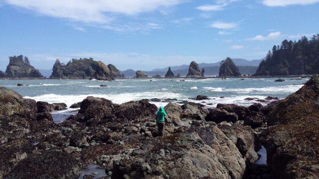 Cabrillo biologists exploring the intertidal zone at Olympic National Park