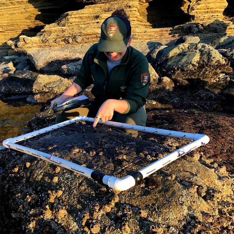 Ranger Alex shows off a quadrat used in Tidepool monitoring