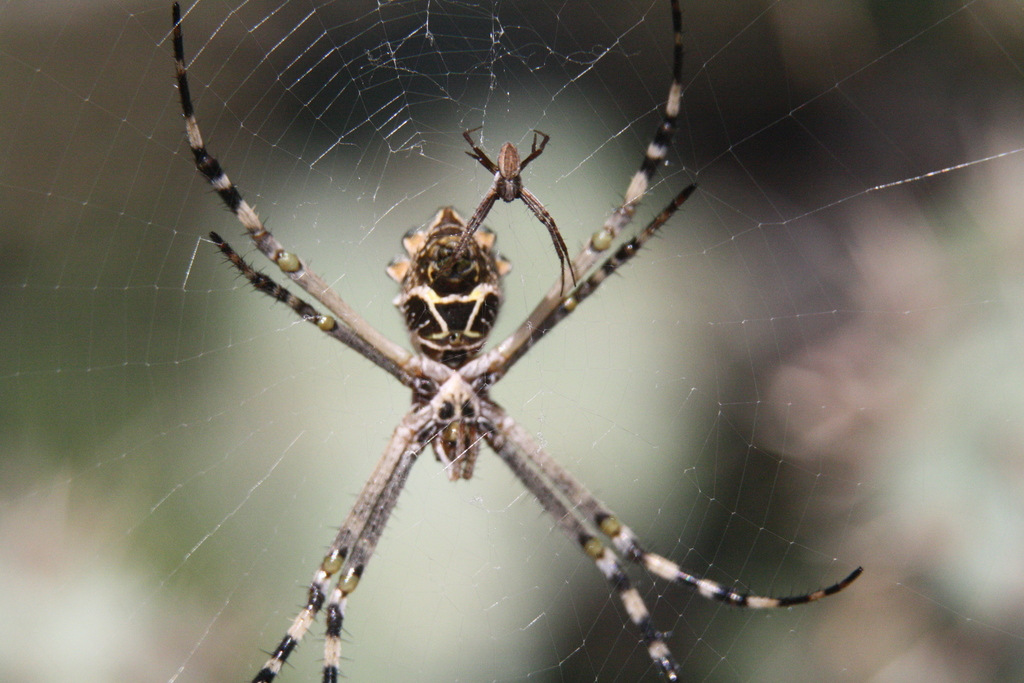 A large female Silver Argiope spider (Argiope argentata) alongside a smaller male of the same species
