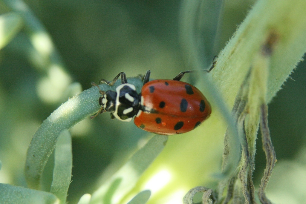 A Convergent Lady Beetle (Hippodamia convergens), one of two lady beetle species native to Cabrillo National Monument.