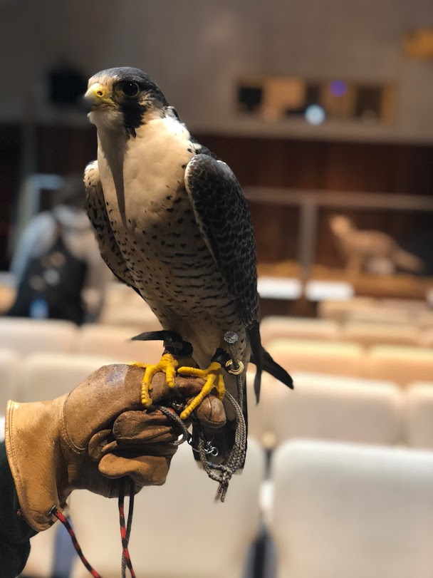 A trained Peregrine Falcon greets visitors in the Cabrillo Auditorium following Charles Gailband’s lecture.