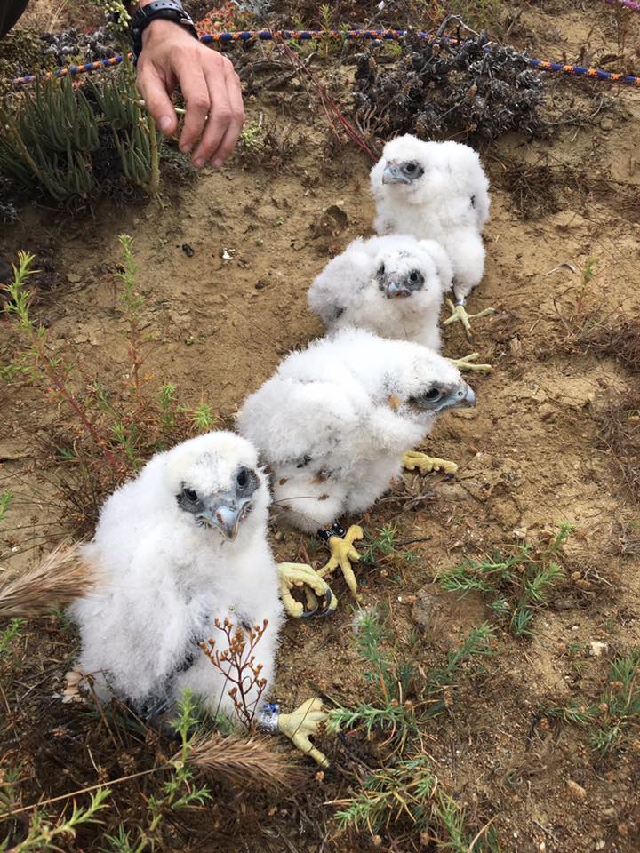 Four Peregrine hatchlings pose for the camera on banding day last season (2017) at Cabrillo.