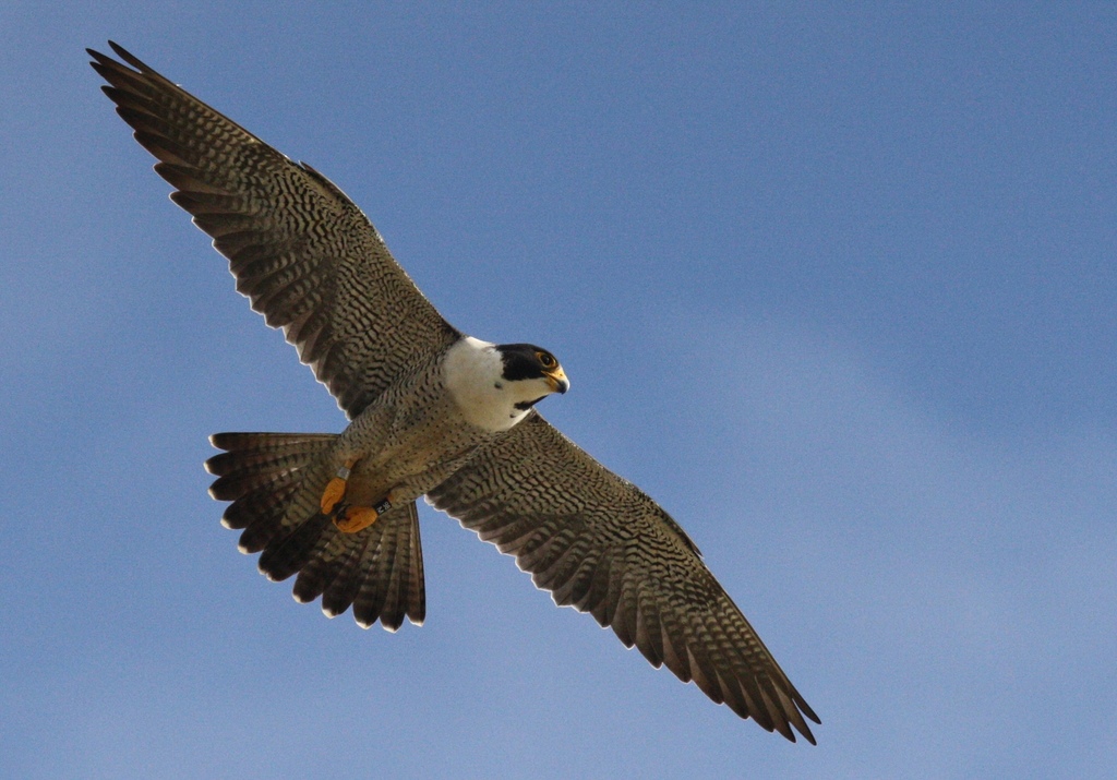 A male Peregrine Falcon soars through the air at Cabrillo National Monument.