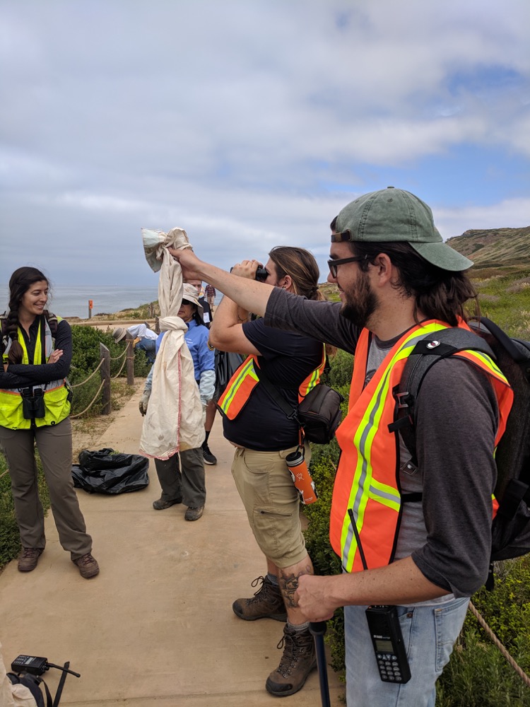 An SDSU herpetologist holds up a canvas bag containing a baby Southern Pacific Rattlesnake while biologists look on. The unharmed snake is being relocated to a location underneath plants that are away from the tidepool trail. 