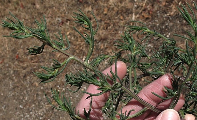 Photo of a Russian Thistle seedling