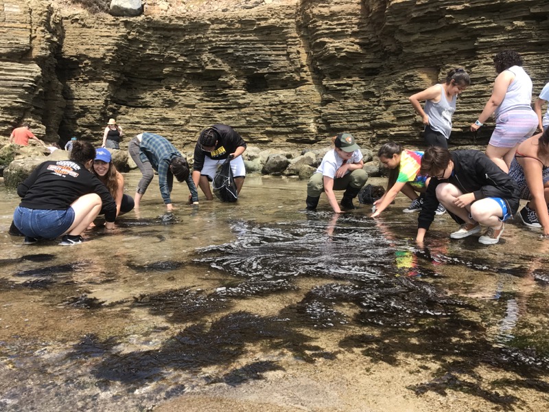 Photo of students in tidepools removing sargassum