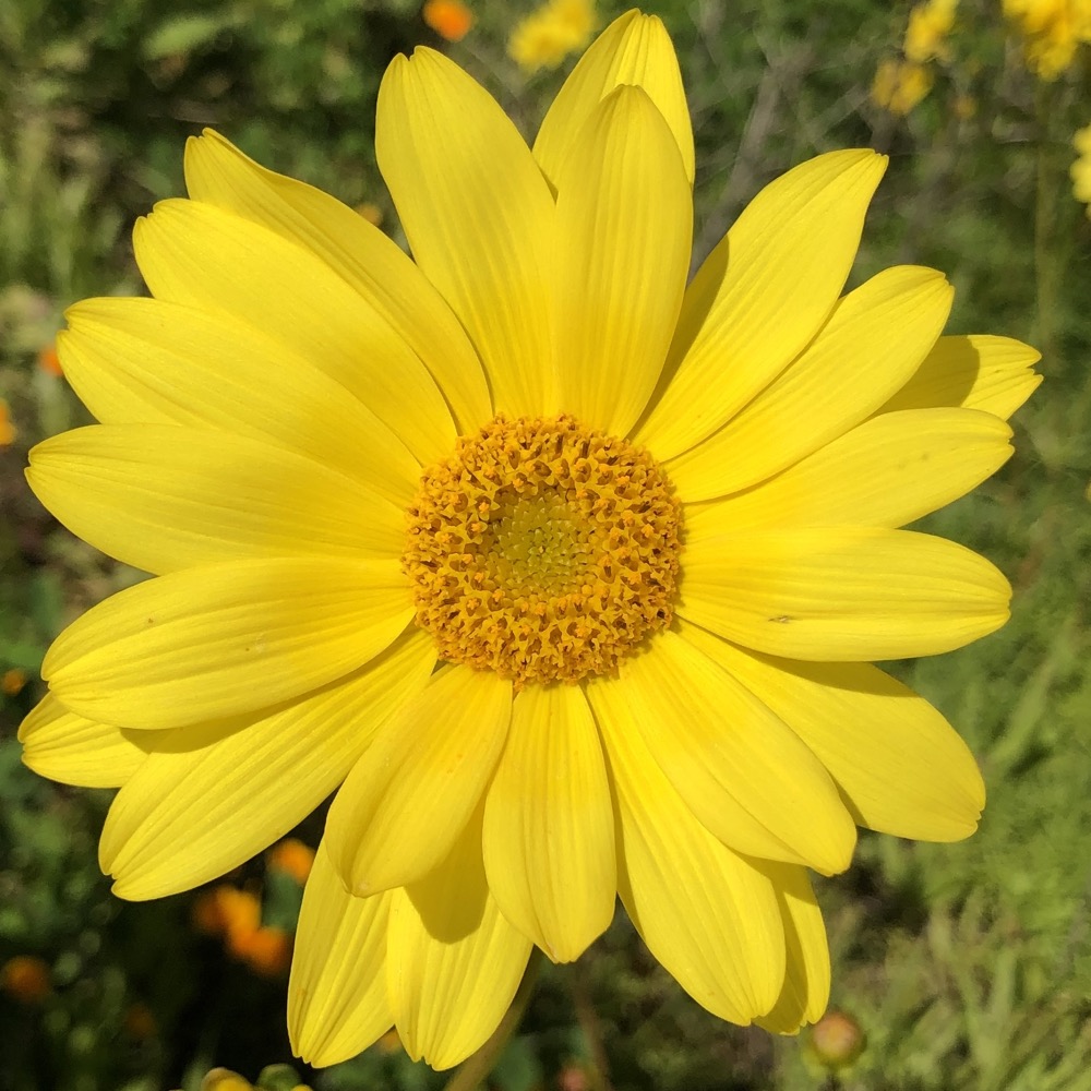 A view of the Sea Dahlia flower head with its yellow ray flowers and yellow disc florets.