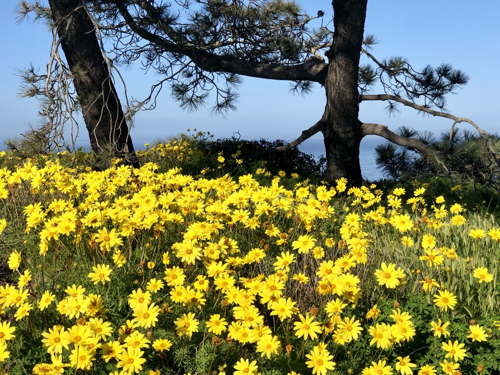 A group of Sea Dahlia take in the sun under the watchful eye of the Torrey Pines behind them. 