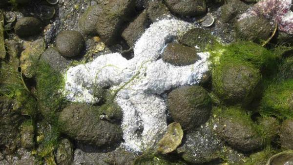 A sea star in the late stages of Wasting Disease among the rocks in the intertidal.