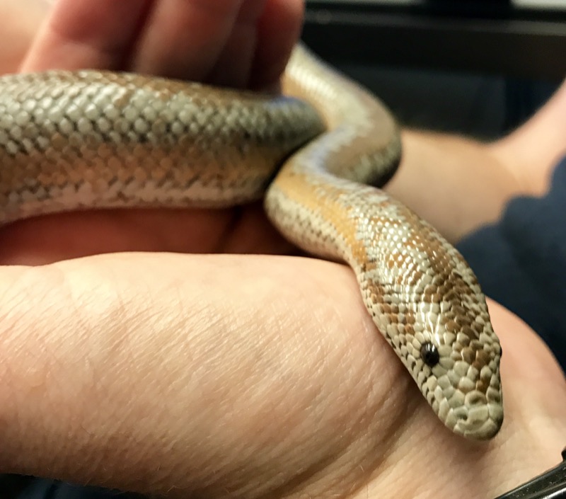 Salvador is a Northern Three-Lined Boa