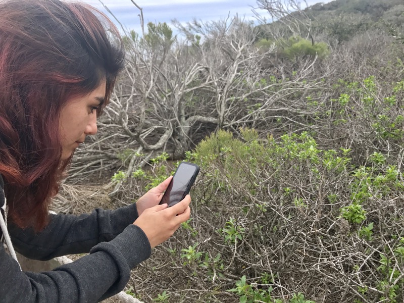 Person using phone to identify vegetation