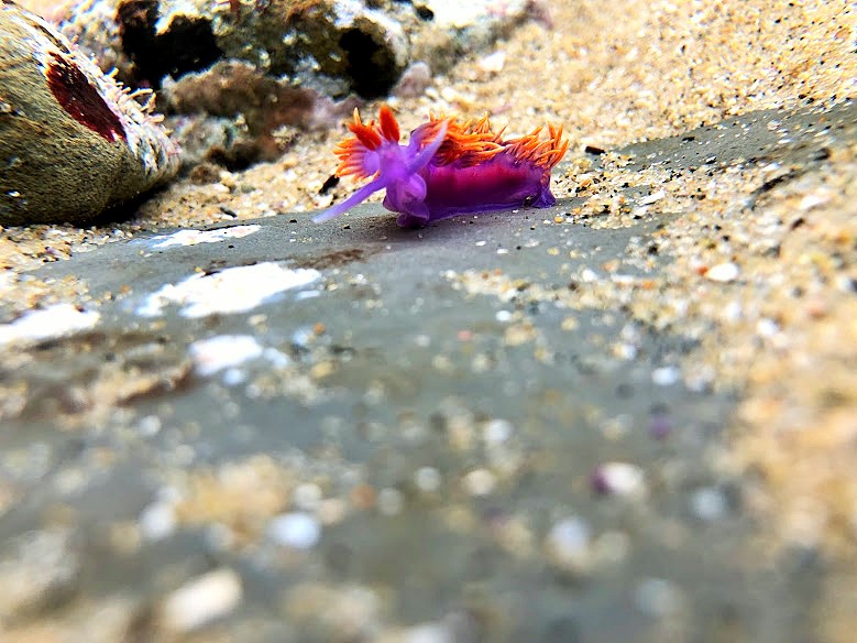 Spanish Shawl nudibranch crawls around on the rocky bottom of the tidepools.