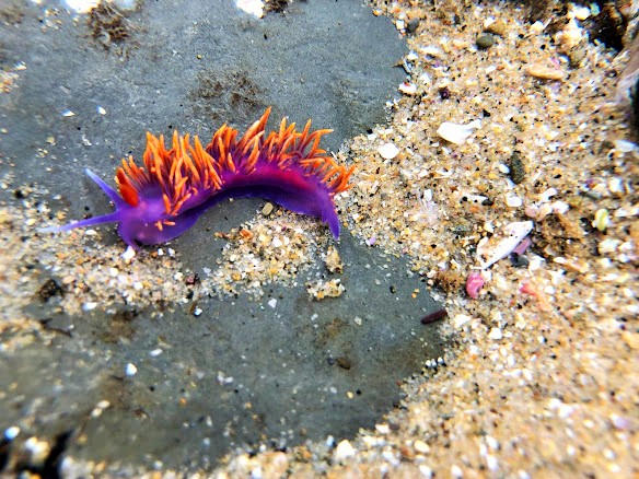 Spanish Shawl nudibranch crawls around on the rocky bottom of the tidepools.