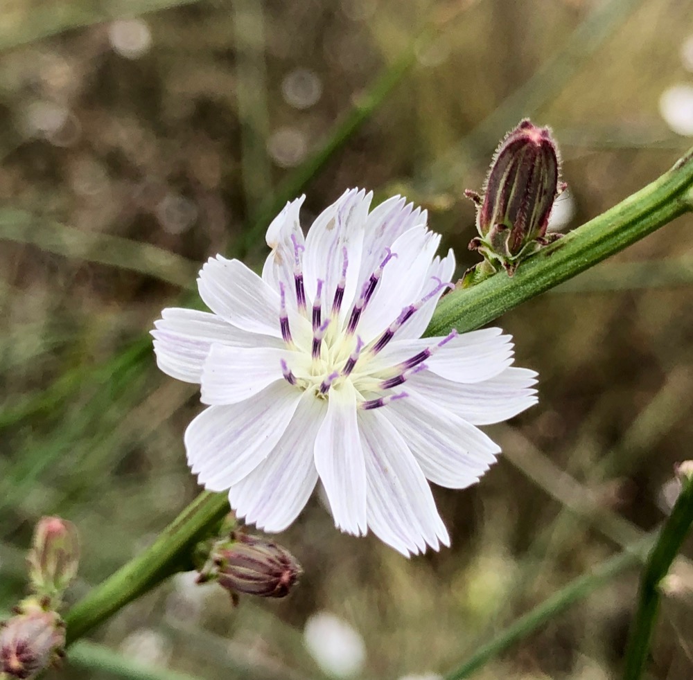An open flower and a bud on the stem of a Stephanomeria branch.