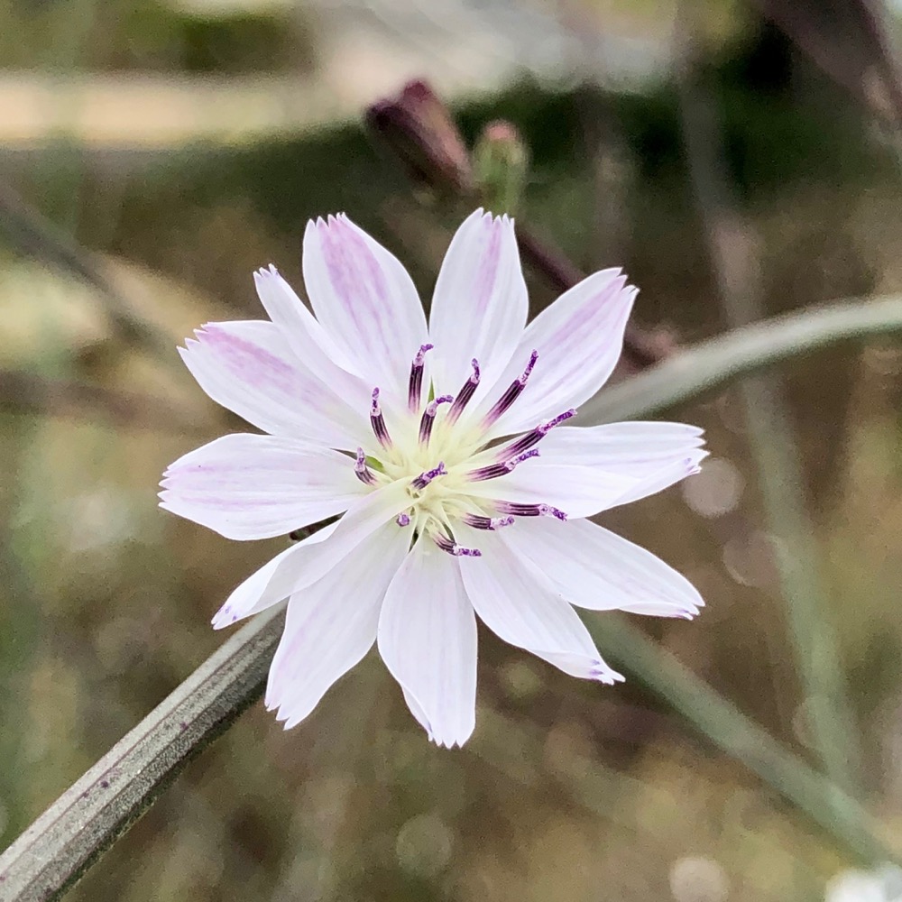 The detail of a single flower on a stem.