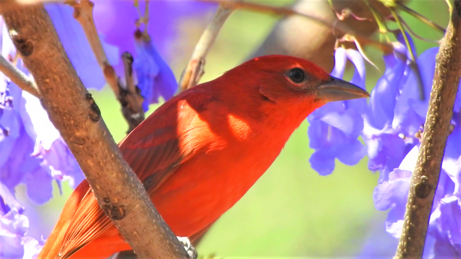 Adult male Summer Tanager