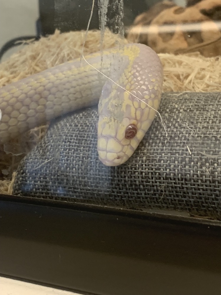  photo of our albino California Kingsnake Summer during her mini photo shoot; she has two yellow stripes down her pale, white body. She looks away from the camera, unaware.