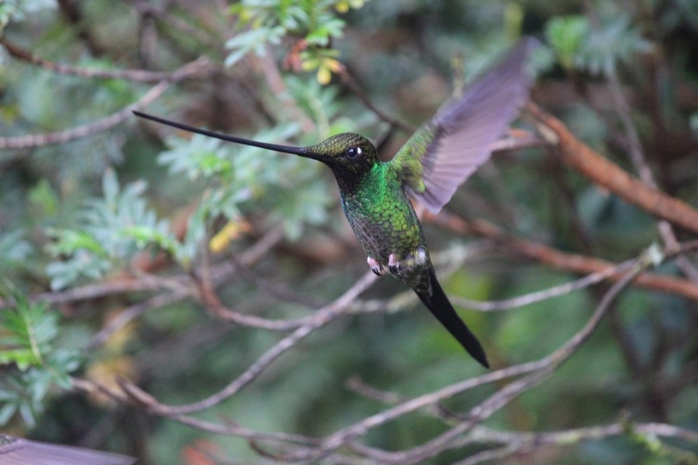 A brown and iridescent green Sword-billed Hummingbird caught in flight. Its long, slender bill is as long as its body!