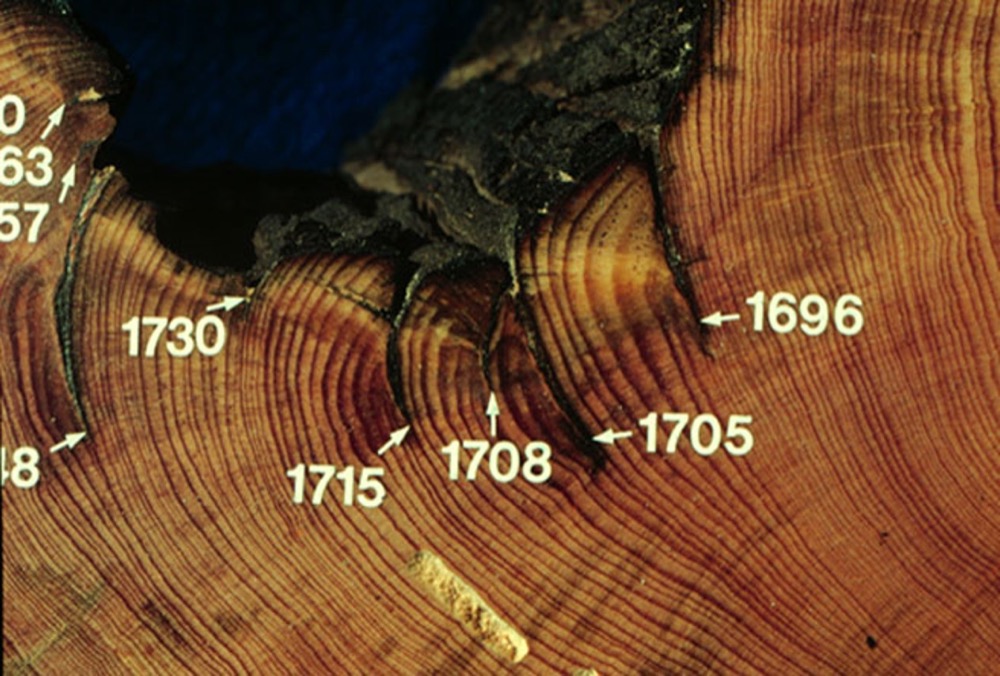 an example of a tree ring record used to study wildfires. This trunk shows evidence of fire in the years 1696, 1705, 1708, 1715, 1730, and more that are cut off in the photo.