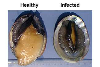 Two Green Abalone shown side-by-side, one healthy and one with Withering Foot Syndrome.