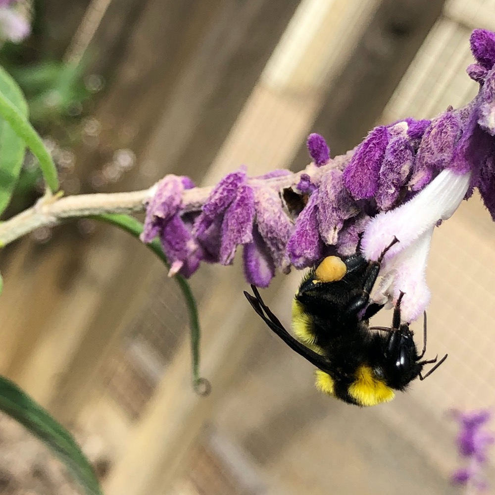 Worker Bumblebee with yellow pollen sack on purple Lavender flower.