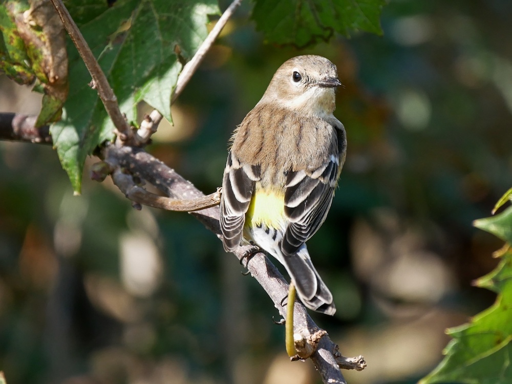 A yellow patch at the base of the tail is the namesake of the Yellow-rumped Warbler.