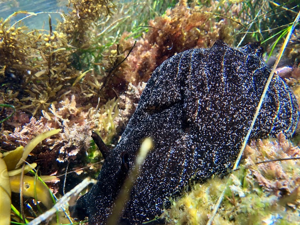 a Black Sea Hare (Aplysia vaccaria) seen foraging among the algae at Cabrillo National Monument.